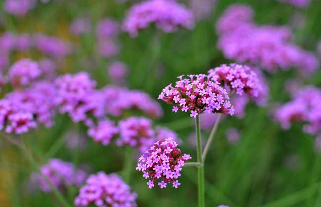 馬鞭草什么時候開花 花卉的養(yǎng)殖方法