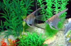 神仙魚怎么分公母，神仙魚性別如何鑒別