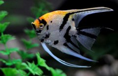 神仙魚和什么魚混養(yǎng)好，神仙魚怎么養(yǎng)？