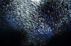 沙丁魚是深海魚嗎，常見深海魚有哪些？