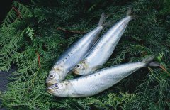 沙丁魚(yú)是什么魚(yú)，沙丁魚(yú)產(chǎn)地哪里？