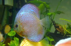 七彩神仙魚混養(yǎng)什么魚好 七彩神仙魚怎么養(yǎng)？