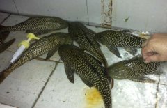 清道夫魚和什么混養(yǎng)？