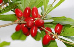 神秘果的食用功效、藥用功效與常見(jiàn)吃法