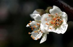 白梅花的功效與作用、用法