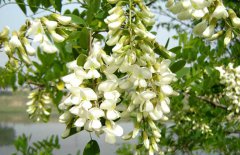 孕婦能吃槐花嗎？