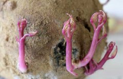 紅薯發(fā)芽了還能吃嗎？