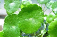 金錢草有副作用嗎？