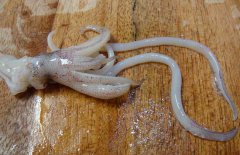 魷魚(yú)和什么相克？