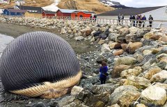 鯨魚爆炸的原因是什么，鯨魚爆炸的危害多大