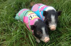 香豬壽命多長(zhǎng)？