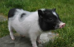 小香豬市場(chǎng)價(jià)多少錢(qián)一只，小香豬能長(zhǎng)多大？