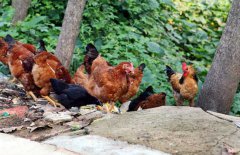 常見蛋雞品種有哪些？