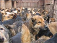 肉狗養(yǎng)殖掙錢嗎，市場(chǎng)前景怎么樣？