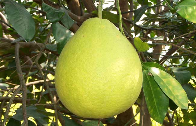 沙田柚的功效與作用 果樹的功效與作用