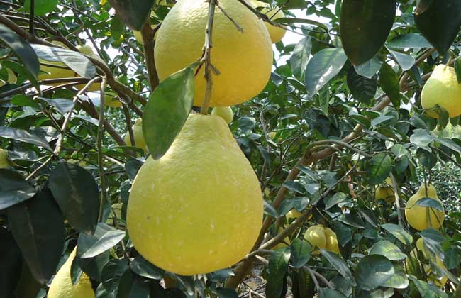 孕婦能吃沙田柚嗎? 生活常識