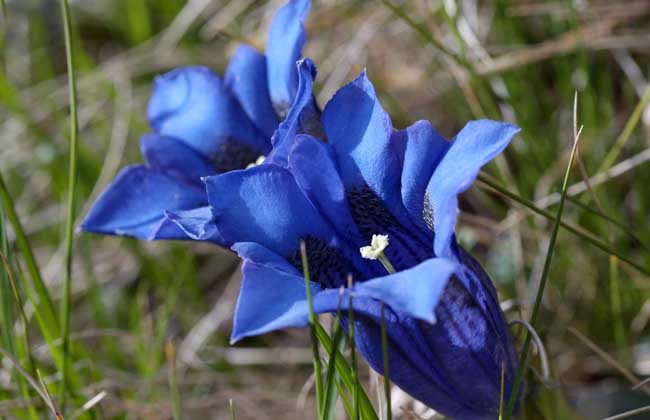 龍膽花的功效與作用 花卉的功效與作用