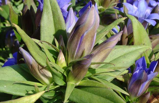 龍膽草的功效與作用 花卉的功效與作用