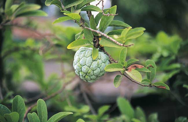釋迦果和番荔枝的區(qū)別 荔枝種植管理方法