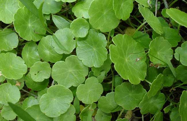 小金錢(qián)草的功效與作用 金錢(qián)草的功效與作用