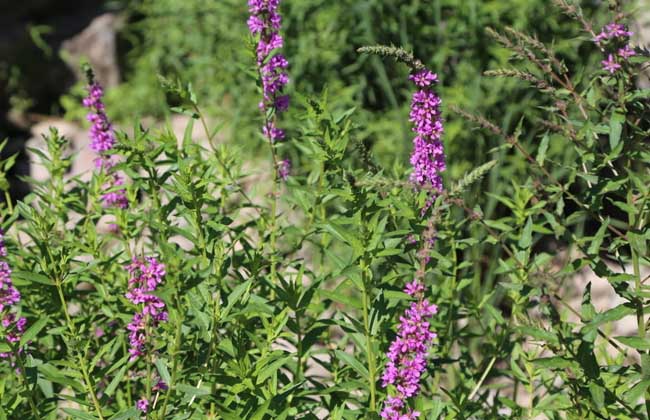 馬鞭草和薰衣草的區(qū)別 花卉養(yǎng)殖方法