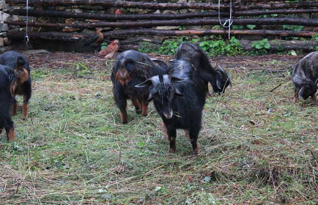 山羊飼養(yǎng)管理技術