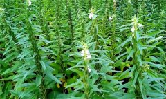 芝麻的需肥特點(diǎn)與施肥原則,芝麻施肥技術(shù)要點(diǎn)