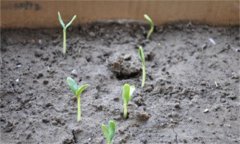 種植葫蘆不同生長(zhǎng)階段的管理重點(diǎn)是什么？