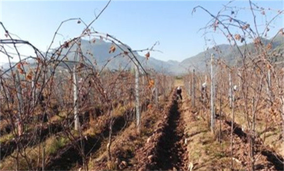 冬季葡萄施肥技術