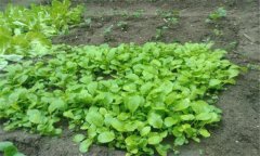 小白菜的苗期有多少天，小白菜長蟲子怎么辦？