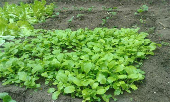 小白菜的苗期有多少天