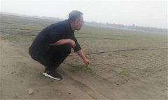 種植香菜的方法：香菜如何整地、播種與間苗定