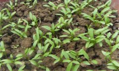 香菜一般在幾月播種,香菜重茬幾年才可以種植