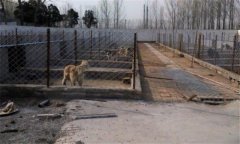 肉狗養(yǎng)殖對(duì)場地有什么要求，狗舍怎么建設(shè)