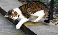 貓的生活習(xí)性，家貓有哪些特有習(xí)慣