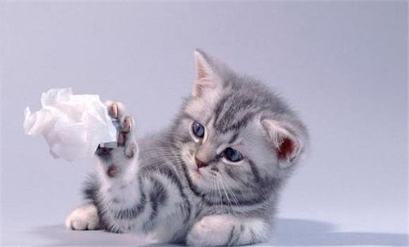 貓受清潔、講衛(wèi)生