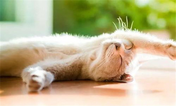 貓喜愛明亮、干燥的環(huán)境