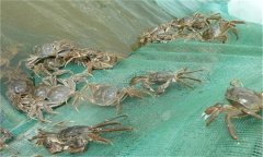 河蟹能活多久、吃什么，螃蟹脫離水可以活幾天