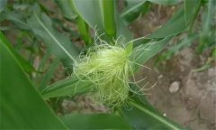 玉米雄穗和雌穗是什么，玉米先出穗還是先出棒