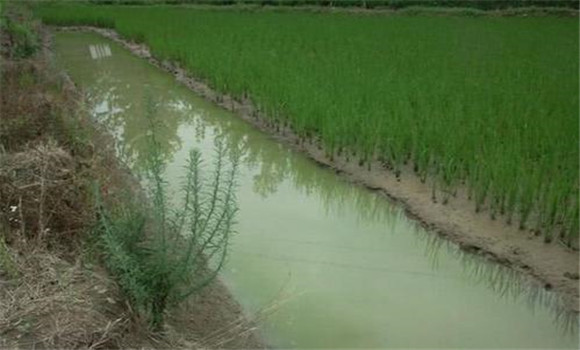 小龍蝦可以和稻田魚混養(yǎng)嗎？