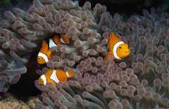 小丑魚的資料有哪些?