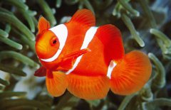 小丑魚是淡水魚嗎？