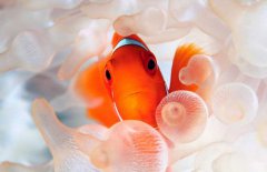 小丑魚怎么養(yǎng)？