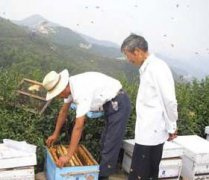 養(yǎng)蜂八月秋繁要注意些什么？