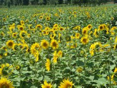 油葵的種植時間和方法 油葵種植技術(shù)與管理要點