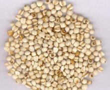 薏苡仁和薏米一樣嗎? 薏苡仁和薏米的區(qū)別