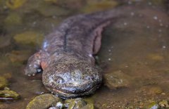 大鯢是什么動(dòng)物、是幾級(jí)保護(hù)動(dòng)物？