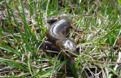 娃娃魚(yú)會(huì)不會(huì)咬人，娃娃魚(yú)吃什么食物？