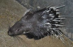 養(yǎng)殖豪豬需投資多少錢？