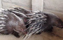 豪豬的天敵有哪些，豪豬和刺猬有什么區(qū)別？